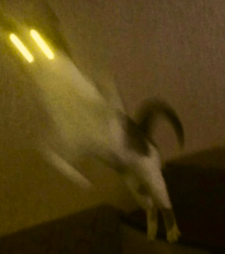 Catch Me